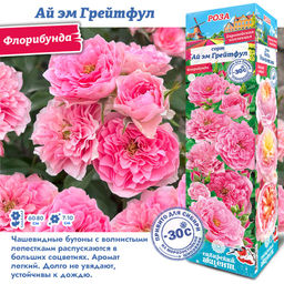 Роза Ай эм Грейтфул (Флорибунда) 1шт
