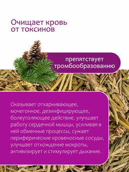 Пихтовая лапка - Травы горного крыма фото 3