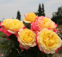 КОРДЕС ЮБИЛЕЙ