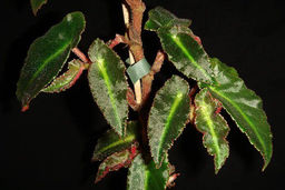 Бегония Magdalena Madsen (горшок 0,3 л)