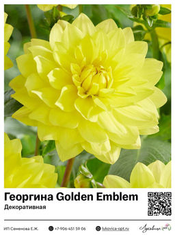Георгина Golden Emblem (Декоративная)
