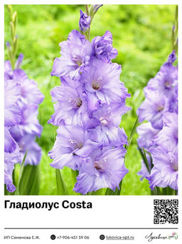 Гладиолус Costa