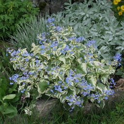 Бруннера Variegata (Крупнолистная) - Голландские луковицы фото 3