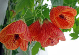 Абутилон (комнатный клён) пересорт, цветы розовые, бордовые, оранжевые)