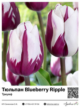 Тюльпан Blueberry Ripple (Триумф)