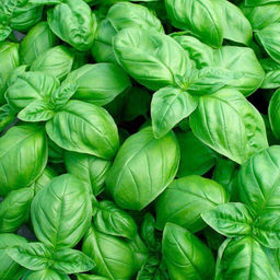 5009D Базилик овощной Тонус 0,5гр