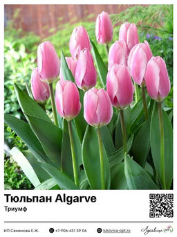 Тюльпан Algarve (Триумф)