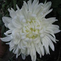 скрыт Хризантема корейская Белый лебедь