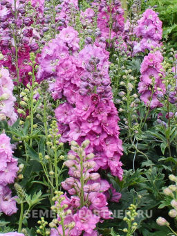 Дельфиниум Мини Пинк - Партнер фото 3