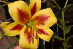 ЛИЛИЯ Роберт Суэнсон Разбор 12/14 Кол-во упак., шт 5