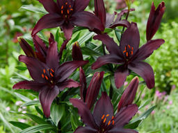 Лилия Блэклист