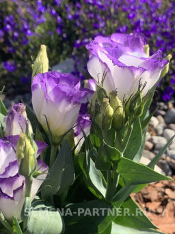 Эустома карликовая бело-фиолетовая с каймой Мисс Нора Барлоу - Партнер фото 6