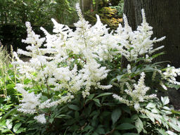 АСТИЛЬБА Вашингтон Разбор 2/3 n Кол-во упак., шт 1