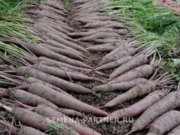 Морковь Пёрпл Сан - Партнер фото 3