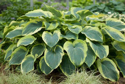 ХОСТА Анн Кульпа Разбор 1 n Кол-во упак., шт 1