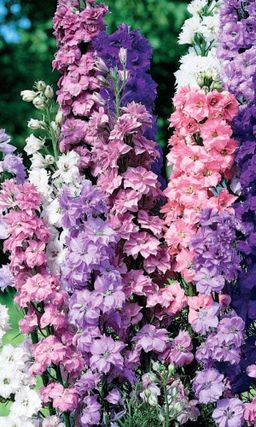 Дельфиниум ГИГАНТСКАЯ СМЕСЬ