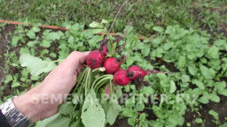 Редис Селеста - Партнер фото 5