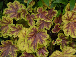 Гейхерелла Солар Эклипс