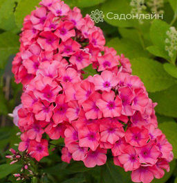 ФЛОКС Сесиль Ханбери Разбор I Кол-во упак., шт 3