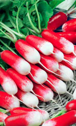 Редис ЛАНКЕТ Компактная листва и нежный, деликатесный вкус делают его любимчиком садоводов! Надёжный!