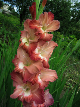 ГЛАДИОЛУС Тирамису Разбор 10/12 Кол-во упак., шт 8