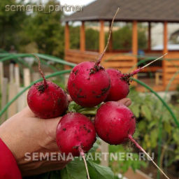 Редис Мечта Алисы F1