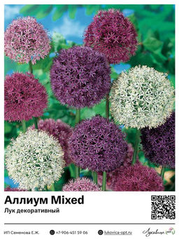 Аллиум Mixed (Лук декоративный)