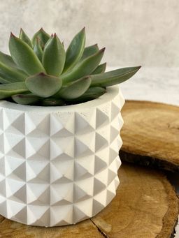 КАШПО КОЛЮЧКА MINI (8,5 х 6,5 см)