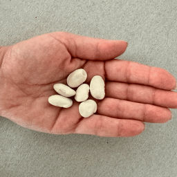 Фасоль белая