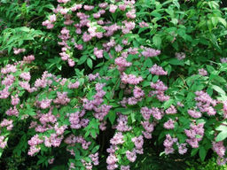 Дейция Распбери Сандей - Долина роз фото 4