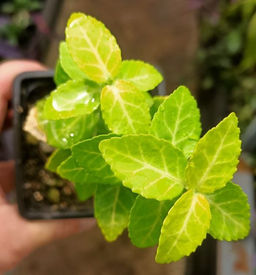 Бересклет Форчуна Колоратус, горшок 0,3 л - 1000корней фото 2