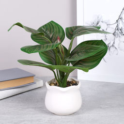 Цветочная композиция Калатея 27 см / SL-6 /уп 48/ - Галеонтрейд фото 4