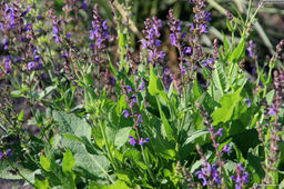 Шалфей кубанский 1 год ЗКС тара 0,5л