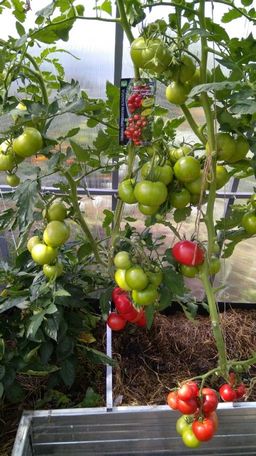 Томат ГЕРМАН F1 - Уральский дачник фото 15