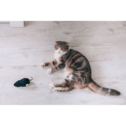 Мышь заводная меховая, 12 см, чёрная - Пижон фото 7