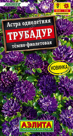 Астра Трубадур тёмно-фиолетовая