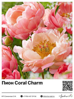 Пион Coral Charm
