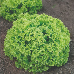 5164D Салат Грин Мастер 10шт