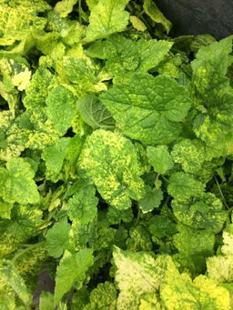 Толмия (наседка с цыплятами)