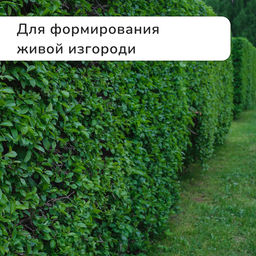 Кусторез, 31−44.5" (79−113 см), телескопический, с металлическими ручками, Greengo