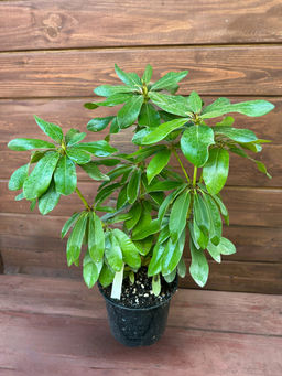 Рододендрон Cheer (Чир) - Долина роз фото 9