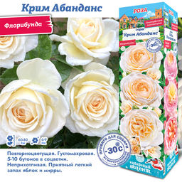 Роза Крим Абанданс (Флорибунда) 1шт