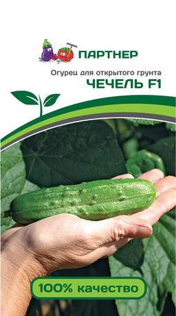 Огурец пчелоопыляемый Чечель