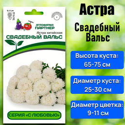 3282P Астра китайская СВАДЕБНЫЙ ВАЛЬС 5шт