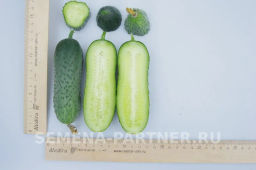 Огурец партенокарпический Лихач - Партнер фото 6