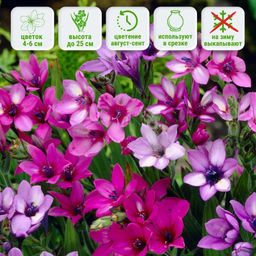 Бабиана Стрикта смесь 10шт