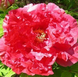 Пион древовидный Восход Солнца