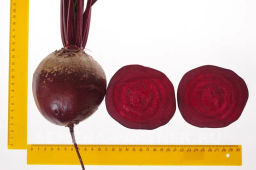 Свекла Двусемянная ТСХА - Партнер фото 3