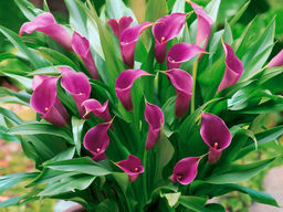 Калла Paco (Пако) - Долина роз фото 5