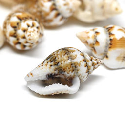 Ракушки природные "Триция сетчатая" 6*10мм, 10г Радуга камня